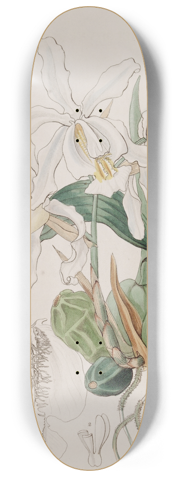 Sydenham Edwards - Crested Caelogyne 8.25 inch art skate deck