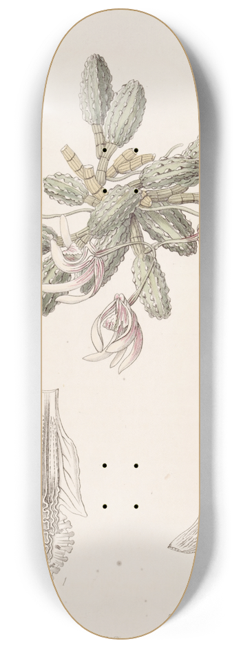 Sydenham Edwards - Cucumber Dendrobium 8.25 inch art skate deck