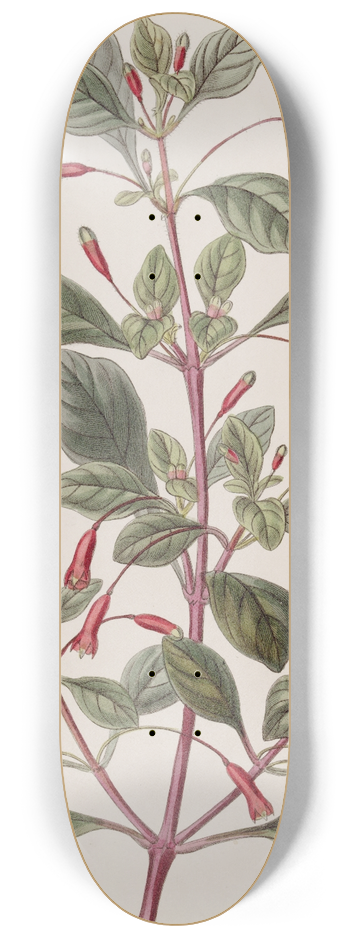 Sydenham Edwards - Cyclindrical-flowered Fuchsia 8.25 inch art skate deck