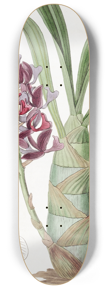 Sydenham Edwards - Dark-purple Mormodes 8.25 inch art skate deck