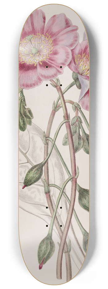 Sydenham Edwards - Discoloured Calandrinia 8.25 inch art skate deck