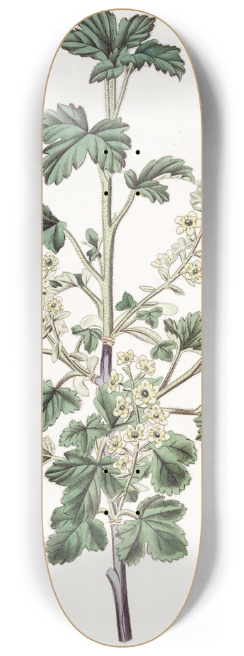 Sydenham Edwards - Dotted Currant. 8.25 inch art skate deck