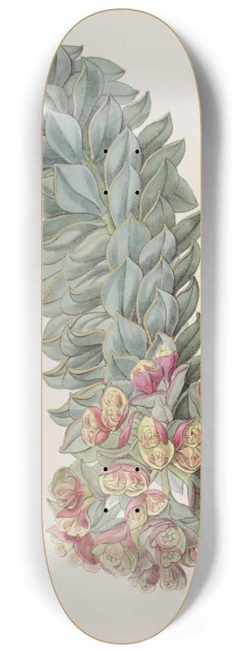 Sydenham Edwards - Double-glanded Euphorbia 8.25 inch art skate deck