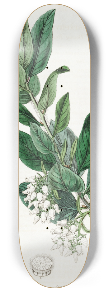 Sydenham Edwards - Downy Bearberry 8.25 inch art skate deck