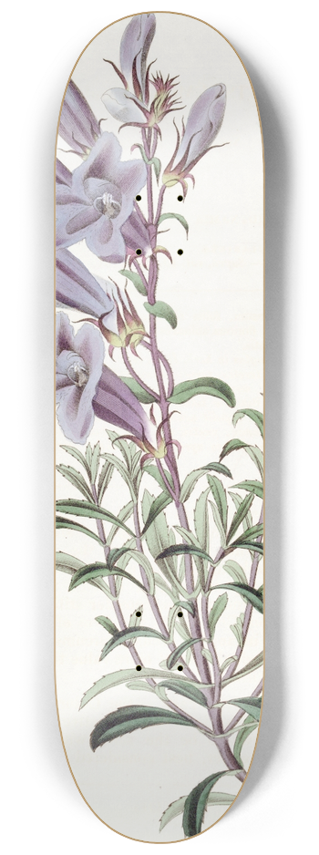 Sydenham Edwards - Dr. Scoulers Pentstemon 8.25 inch art skate deck