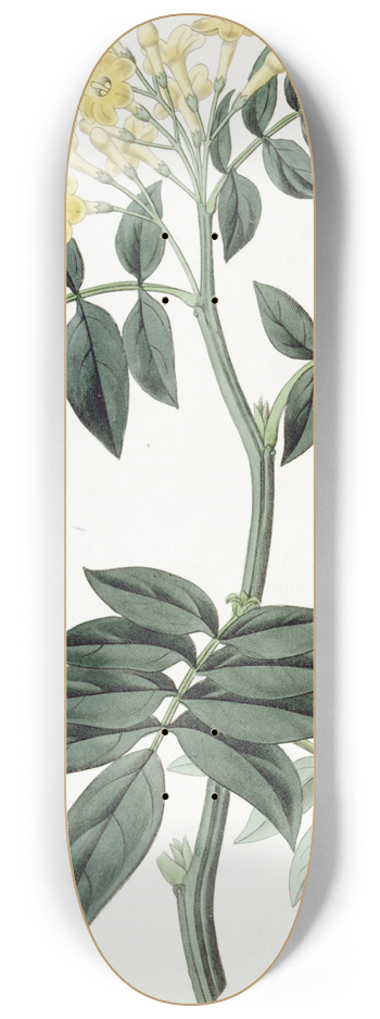 Sydenham Edwards - Dr. Wallichs Nipal Jasmine 8.25 inch art skate deck