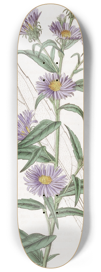 Sydenham Edwards - Dwarf Blue Aster 8.25 inch art skate deck