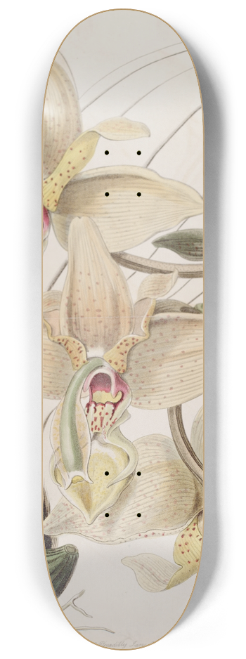 Sydenham Edwards - Four-horned Stanhopea 8.25 inch art skate deck