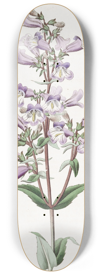 Sydenham Edwards - Glaucous Pentstemon 8.25 inch art skate deck