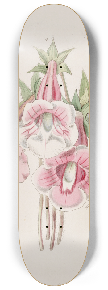 Sydenham Edwards - Gloxinia speciosa 8.25 inch art skate deck