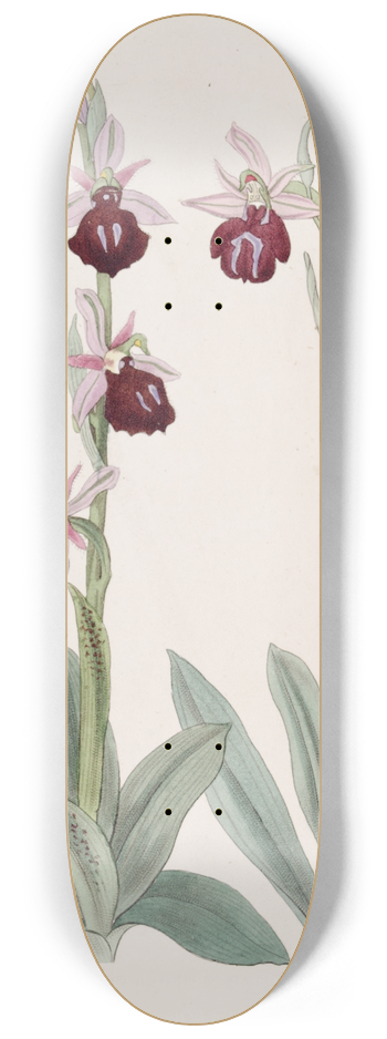 Sydenham Edwards - Grecian Ophryses 8.25 inch art skate deck