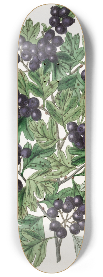 Sydenham Edwards - Hairy-leaved Black Hawthorn 8.25 inch art skate deck