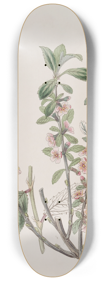Sydenham Edwards - Hoary-leaved Almond 8.25 inch art skate deck