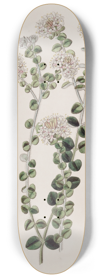 Sydenham Edwards - Hoary Pimela 8.25 inch art skate deck