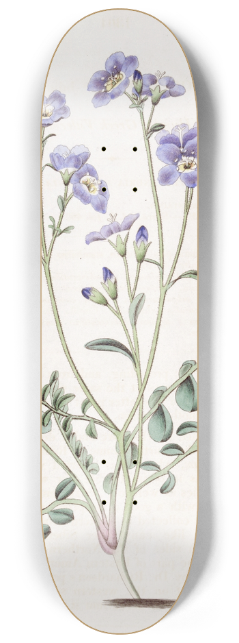 Sydenham Edwards - Humble Greek Valerian 8.25 inch art skate deck