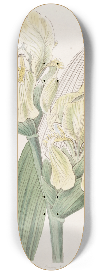 Sydenham Edwards - Imbricated Iris 8.25 inch art skate deck