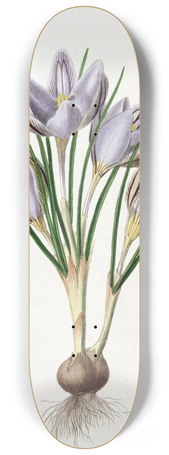 Sydenham Edwards - Imperatos Crocus 8.25 inch art skate deck