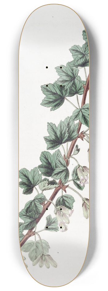 Sydenham Edwards - Intoxicating Red Currant 8.25 inch art skate deck