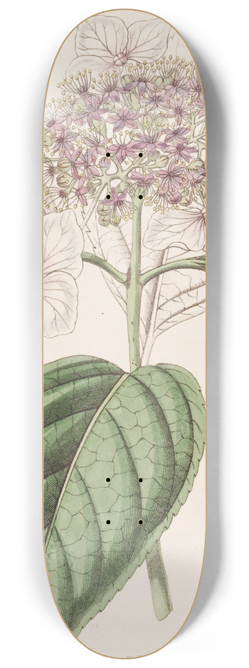 Sydenham Edwards - Japan Hydrangea 8.25 inch art skate deck