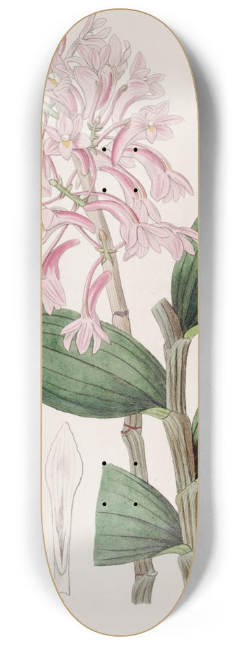 Sydenham Edwards - Kuhls Dendrobe 8.25 inch art skate deck