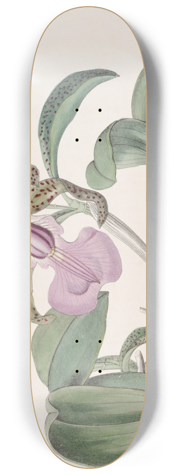 Sydenham Edwards - Lady Aclands Cattleya 8.25 inch art skate deck