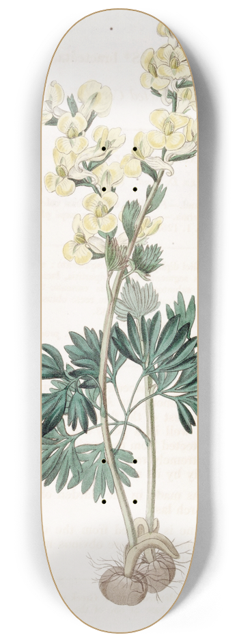 Sydenham Edwards - Large-bracted Corydalis 8.25 inch art skate deck