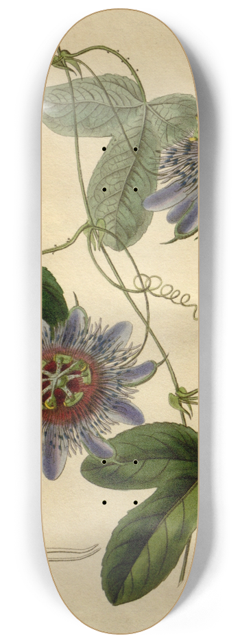 Sydenham Edwards - Lieut. Sulivans Passion-flower 8.25 inch art skate deck
