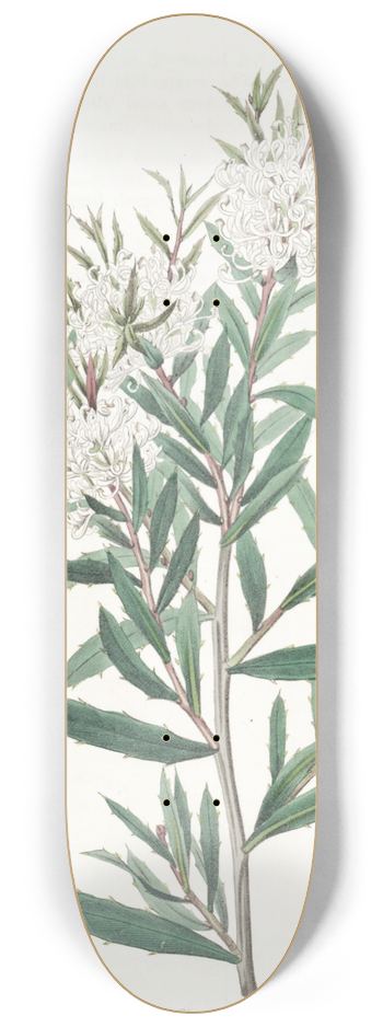 Sydenham Edwards - Linear-leaved Hakea 8.25 inch art skate deck