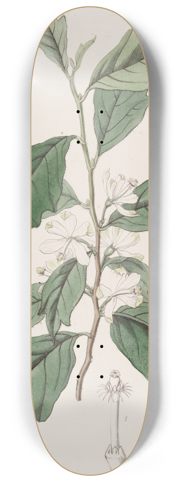 Sydenham Edwards - Lobed Turraea 8.25 inch art skate deck