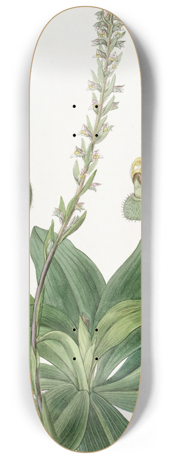 Sydenham Edwards - Long-bracted Ladys Traces 8.25 inch art skate deck