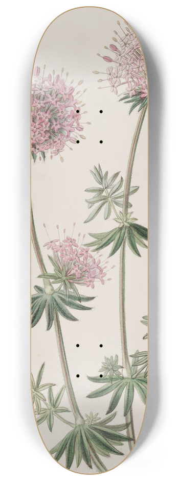 Sydenham Edwards - Long-styled Crucianella 8.25 inch art skate deck
