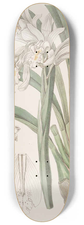 Sydenham Edwards - Masters Cymbid 8.25 inch art skate deck