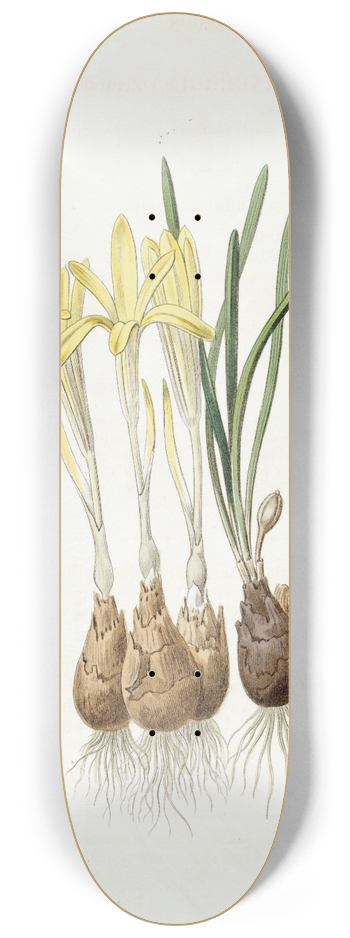 Sydenham Edwards - Meadow Saffron-flowered Sternbergia 8.25 inch art skate deck