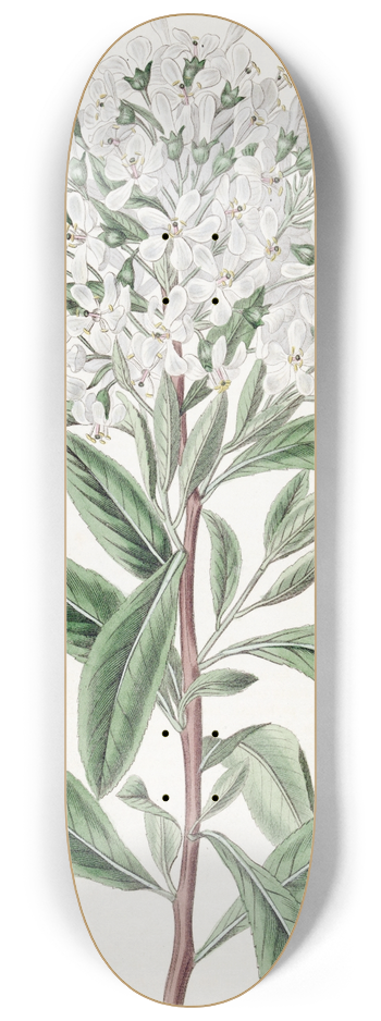 Sydenham Edwards - Montevideo Escallonia 8.25 inch art skate deck