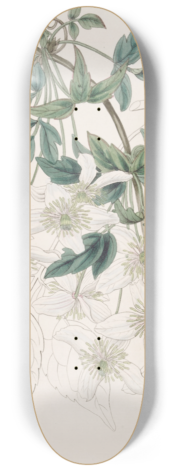 Sydenham Edwards - Mountain Clematis 8.25 inch art skate deck
