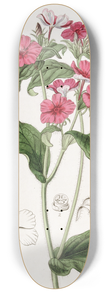 Sydenham Edwards - Mr. Drummonds Phlox 8.25 inch art skate deck
