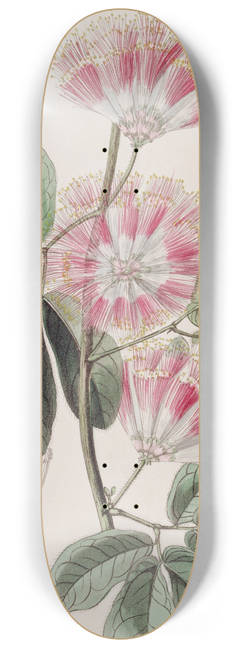 Sydenham Edwards - Mr. Harriss Inga 8.25 inch art skate deck