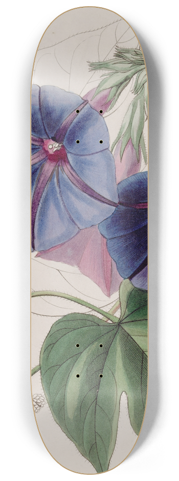 Sydenham Edwards - Mr. Lears Gaybine 8.25 inch art skate deck