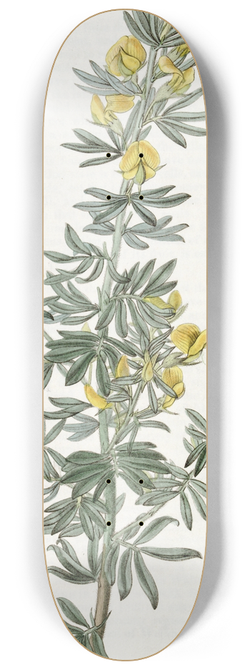 Sydenham Edwards - Mr. Loudons Adesmia 8.25 inch art skate deck