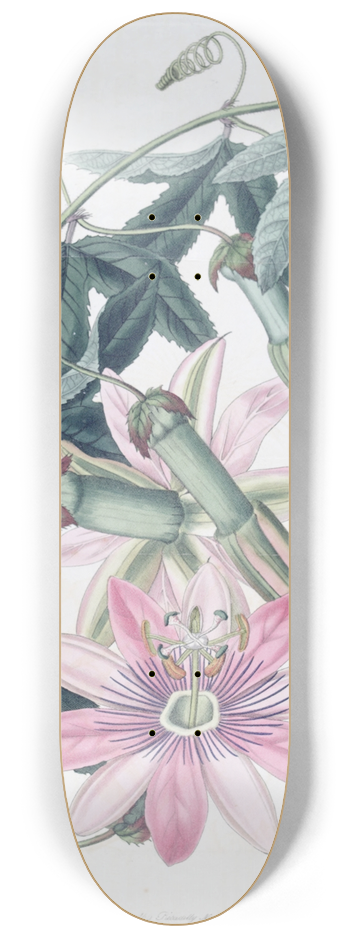 Sydenham Edwards - Mrs. Marryats Tacsonia 8.25 inch art skate deck