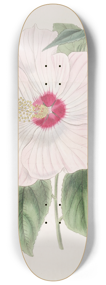 Sydenham Edwards - Musk Hibiscus 8.25 inch art skate deck
