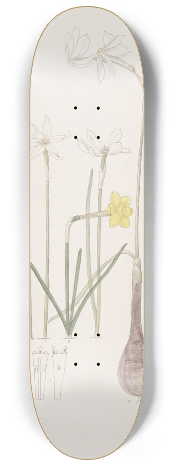 Sydenham Edwards - Narcissuses 8.25 inch art skate deck
