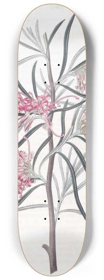 Sydenham Edwards - Neat Grevillea 8.25 inch art skate deck