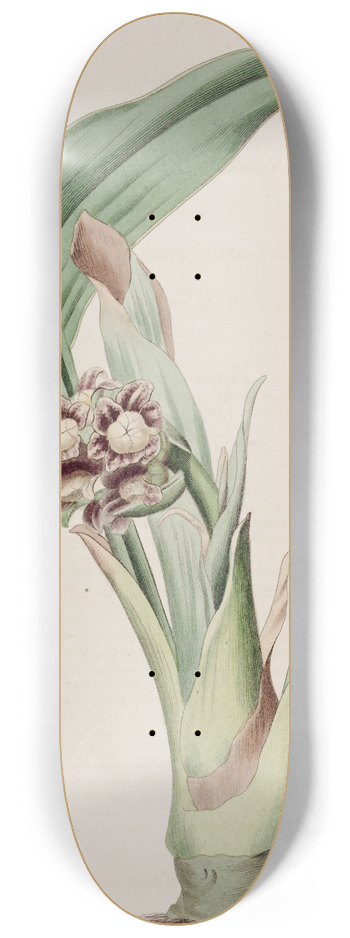 Sydenham Edwards - Nodding Tupistra 8.25 inch art skate deck