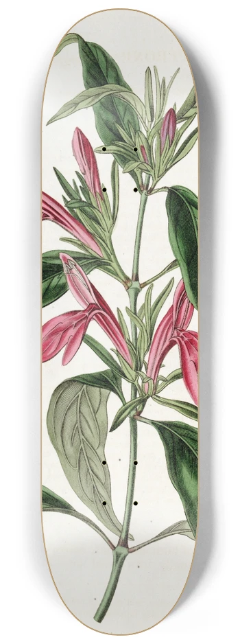 Sydenham Edwards - Oblong-leaved Beloperone 8.25 inch art skate deck