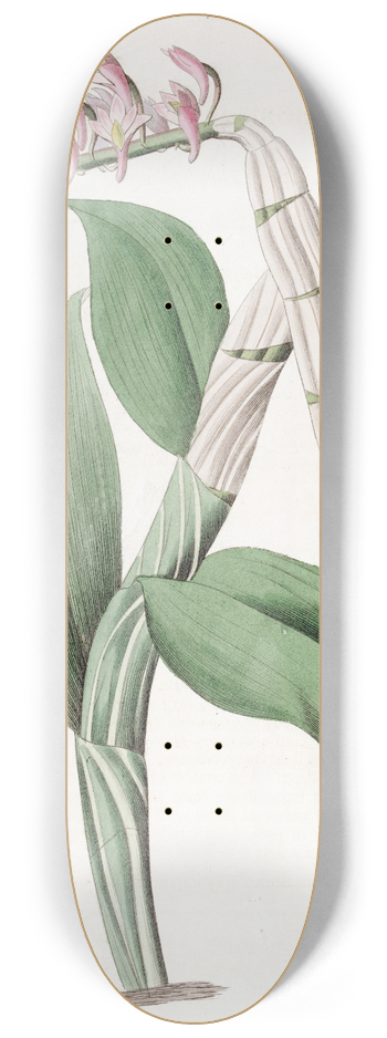 Sydenham Edwards - One-sided Dendrobium 8.25 inch art skate deck