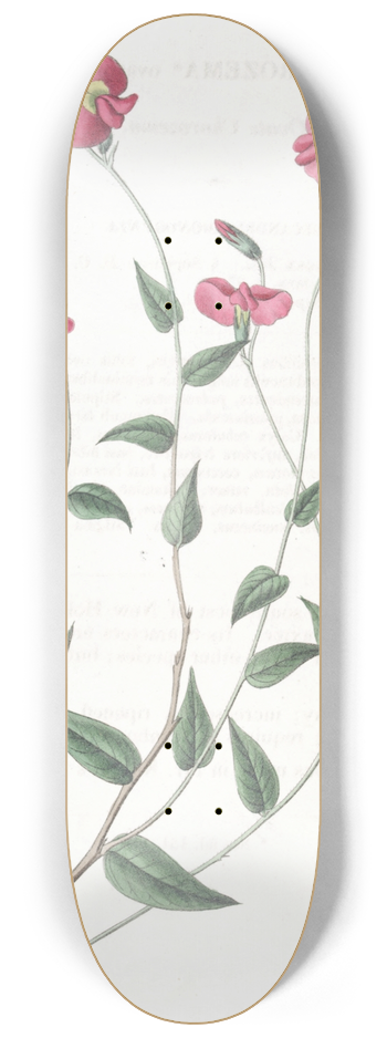 Sydenham Edwards - Ovate Chorozema 8.25 inch art skate deck