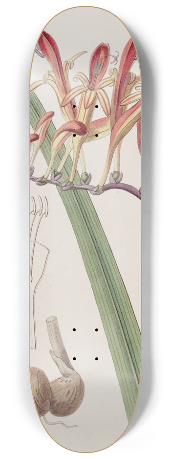 Sydenham Edwards - Painted Tritonia 8.25 inch art skate deck