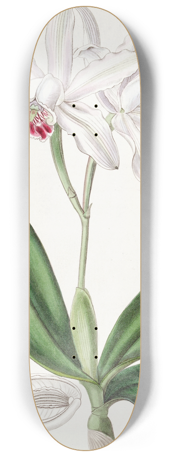 Sydenham Edwards - Pale-flowered Intermediate Cattleya 8.25 inch art skate deck