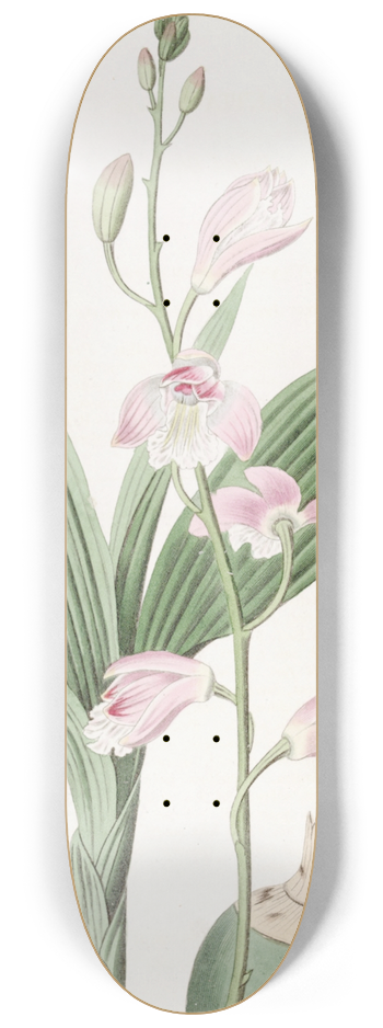 Sydenham Edwards - Pallid Bletia 8.25 inch art skate deck